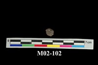 藏品(苗木石)的圖片